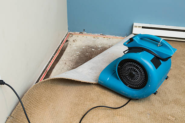Best Water damage contractors near me  in Lake Odessa, MI